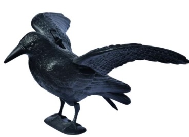 Flugkrähe