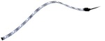 Beleuchtungstreife m. 12 LEDs, blau