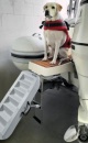 Paws up Badeleiter für Hunde