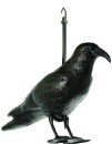 Krähe