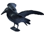 Flugkrähe